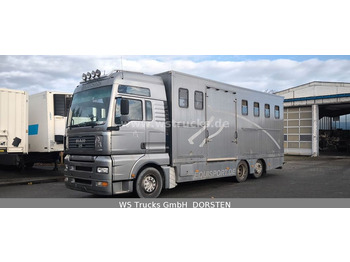 Horse truck MAN TGA 26.480 FG   6x2 Pferdetransporter Luft/Luft: picture 2