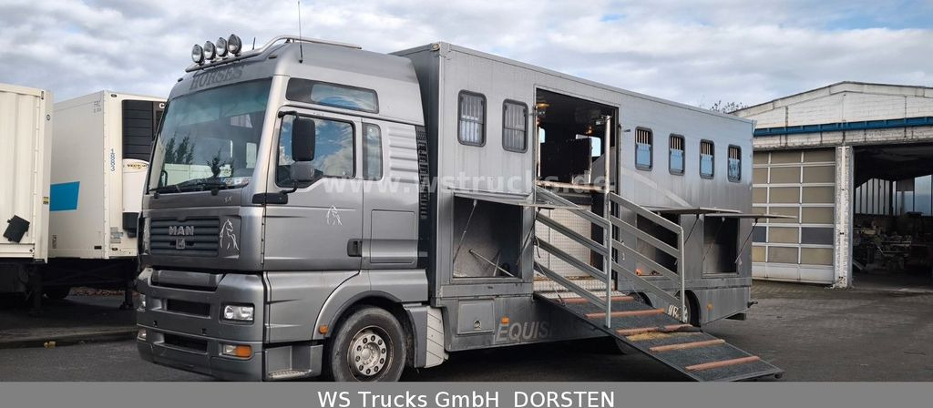 Horse truck MAN TGA 26.480 FG   6x2 Pferdetransporter Luft/Luft: picture 10